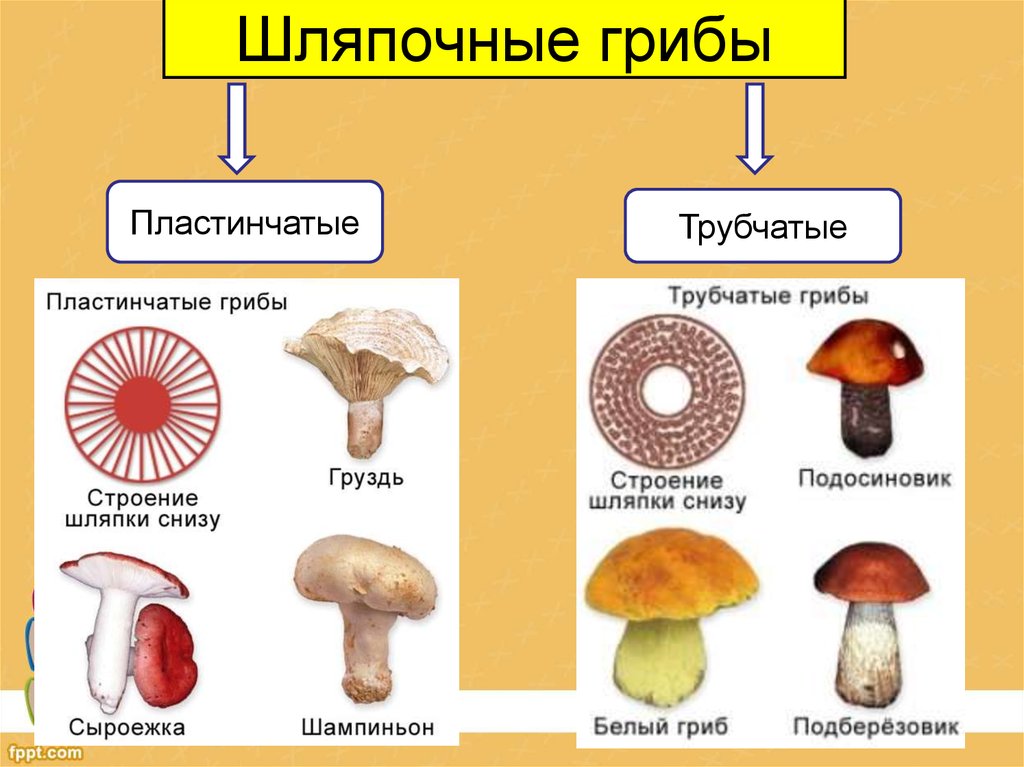Нижняя сторона шляпки. Шляпочные грибы трубчатые и пластинчатые. Строение трубчатых и пластинчатых грибов рисунки. Пластинчатые и трубчатые грибы строение. Шляпочные грибы пластинчатые грибы.