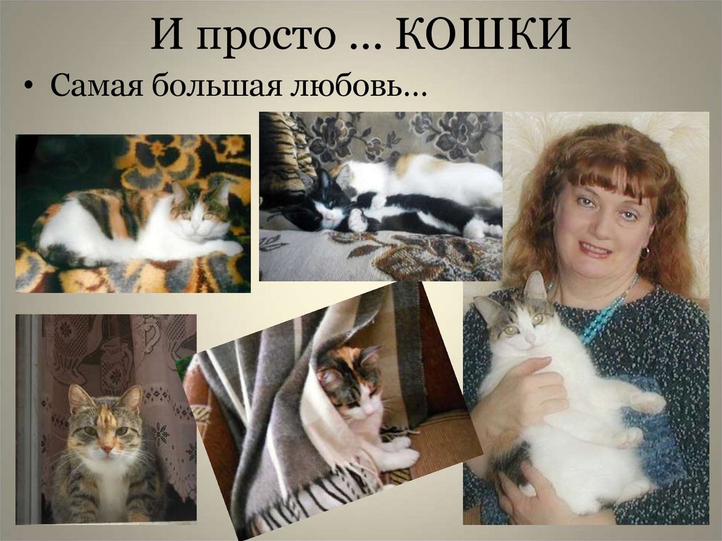 И просто … КОШКИ