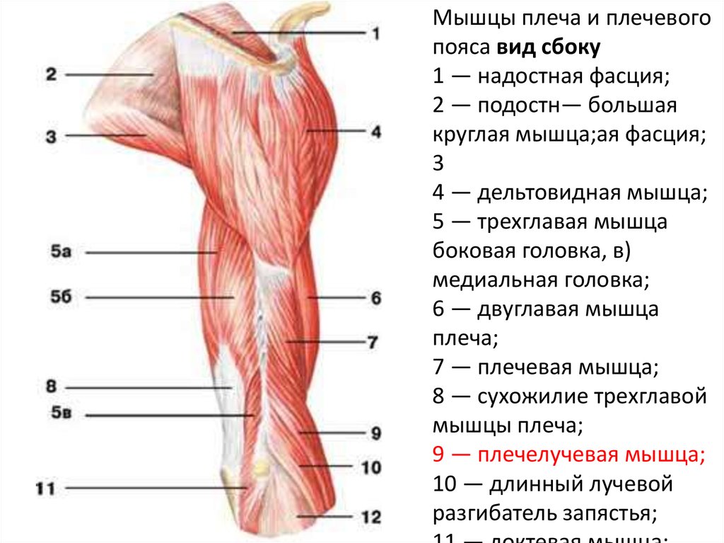 Передняя часть человека. Строение мышц плеча спереди. Мышцы верхней конечности вид сбоку.