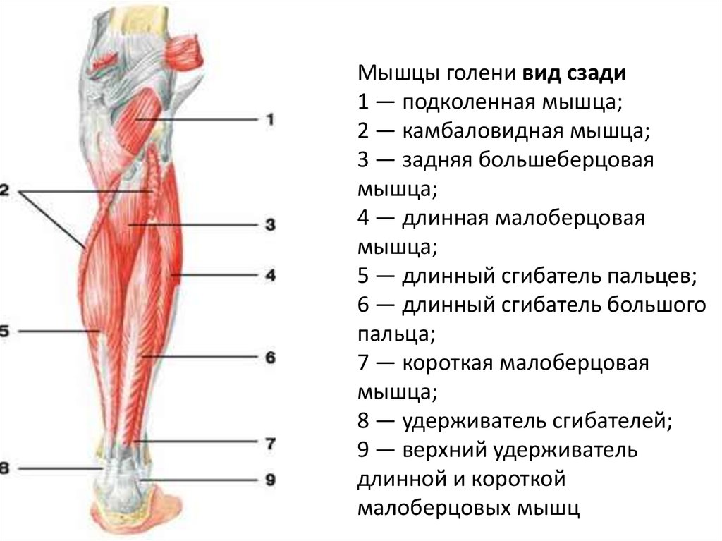 Ноющая боль в икре. Мышцы голени анатомия задняя группа мышц. Мышцы нижней конечности область голени. Камбаловидная мышца голени анатомия.