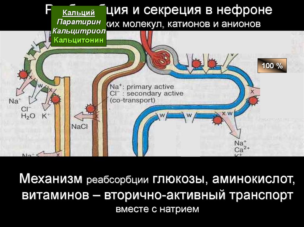 Образование мочи содержащей глюкозу аминокислоты витамины. Транспорт ионов в нефроне. Реабсорбция и секреция в нефроне. Реабсорбция кальция в почках. Механизм реабсорбции кальция в почках.