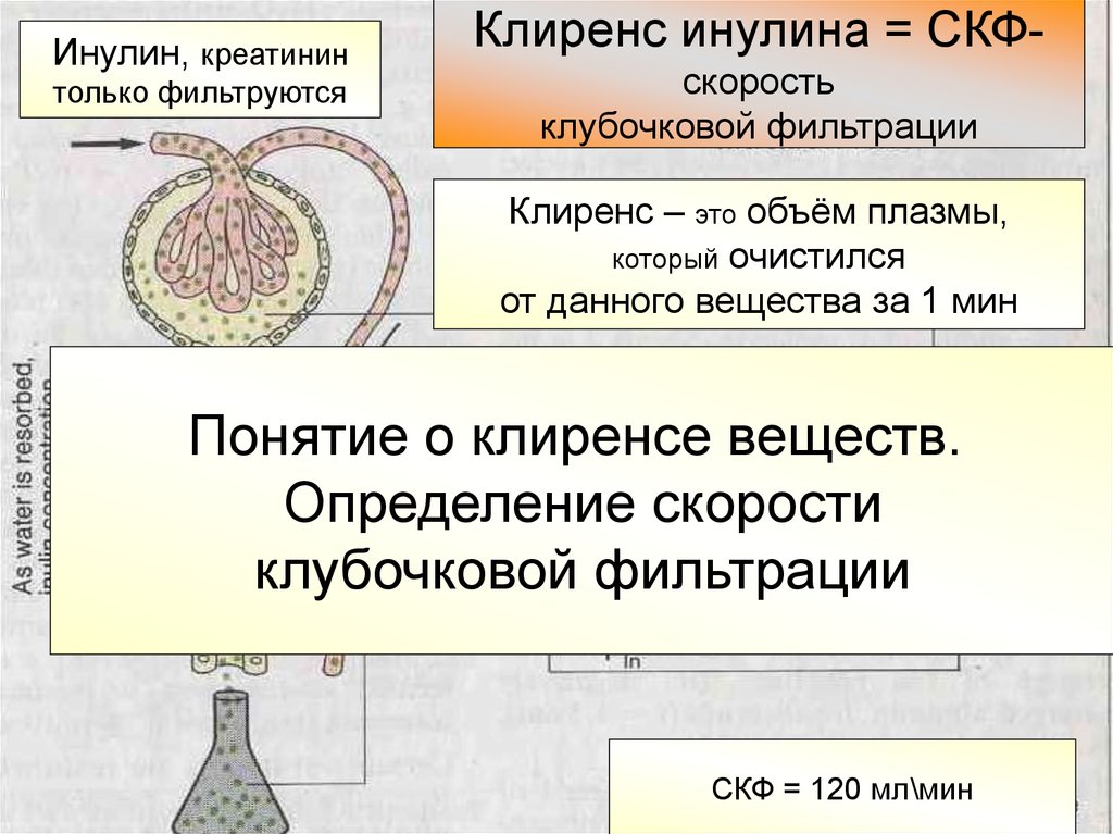 Определение скорости клубочковой фильтрации скф женщины. Клиренс инулина. Клубочковая фильтрация физиология. Скорость клубочковой фильтрации инулина. Клиренс клубочковой фильтрации.