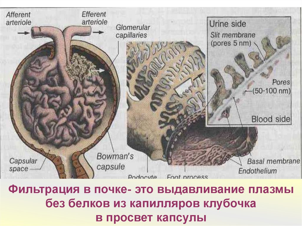 Фильтрационная мембрана почки схема