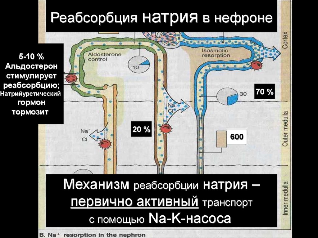 В нефронах происходит. Механизм реабсорбции натрия. Реабсорбция натрия в почках. Реабсорбция натрия в нефроне. Механизм реабсорбции натрия в почках.