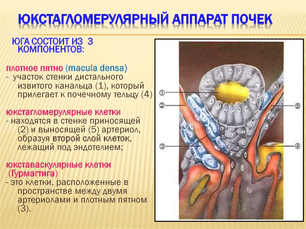 Гормоны почек презентация