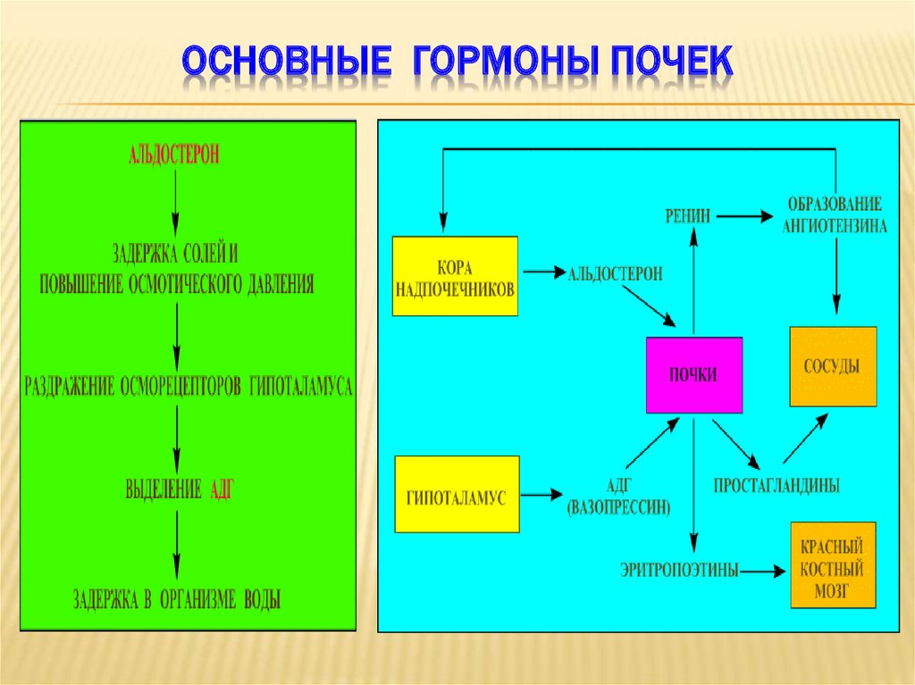 Гормоны почек презентация