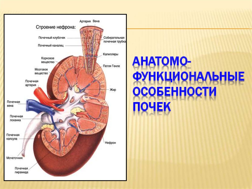 Анатомо физиологические особенности мочевыделительной системы у детей презентация