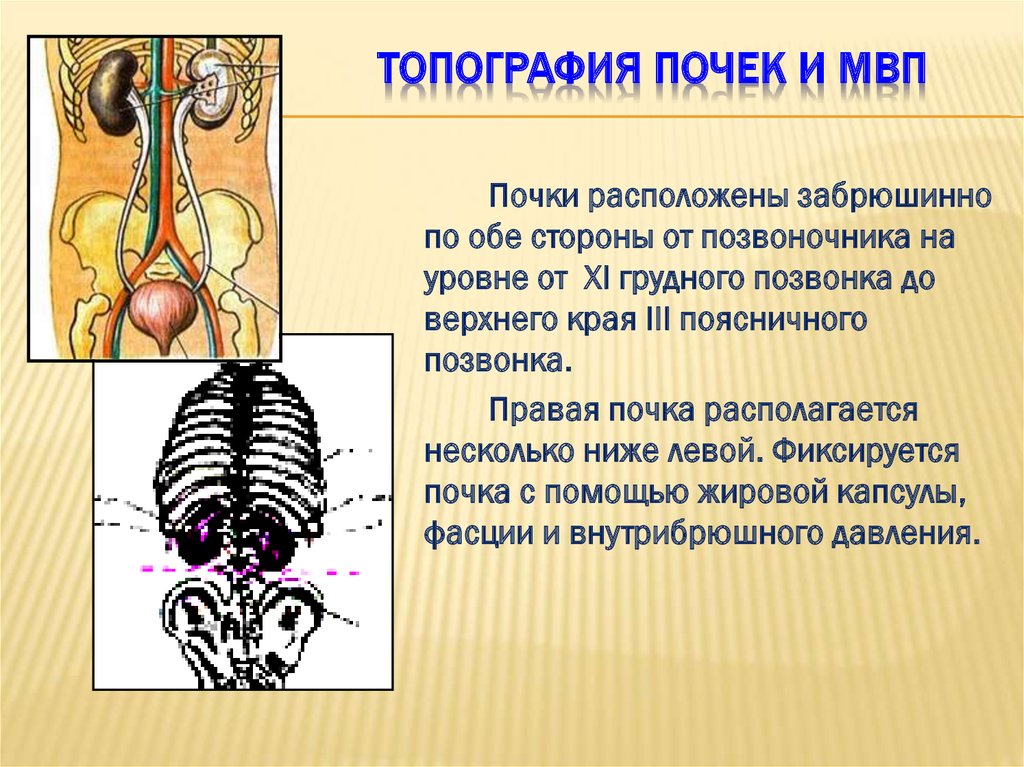 Презентация топография почек