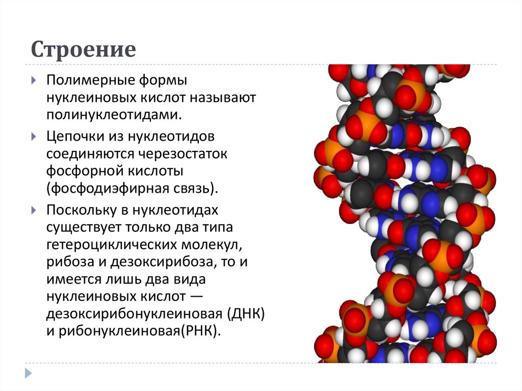 Нуклеиновыми кислотами клетки являются. Строение нуклеиновфх Кистол\. Строение нуклеиновых кислот. Структура нуклеиновых кислот. Полимерные формы нуклеиновых кислот.