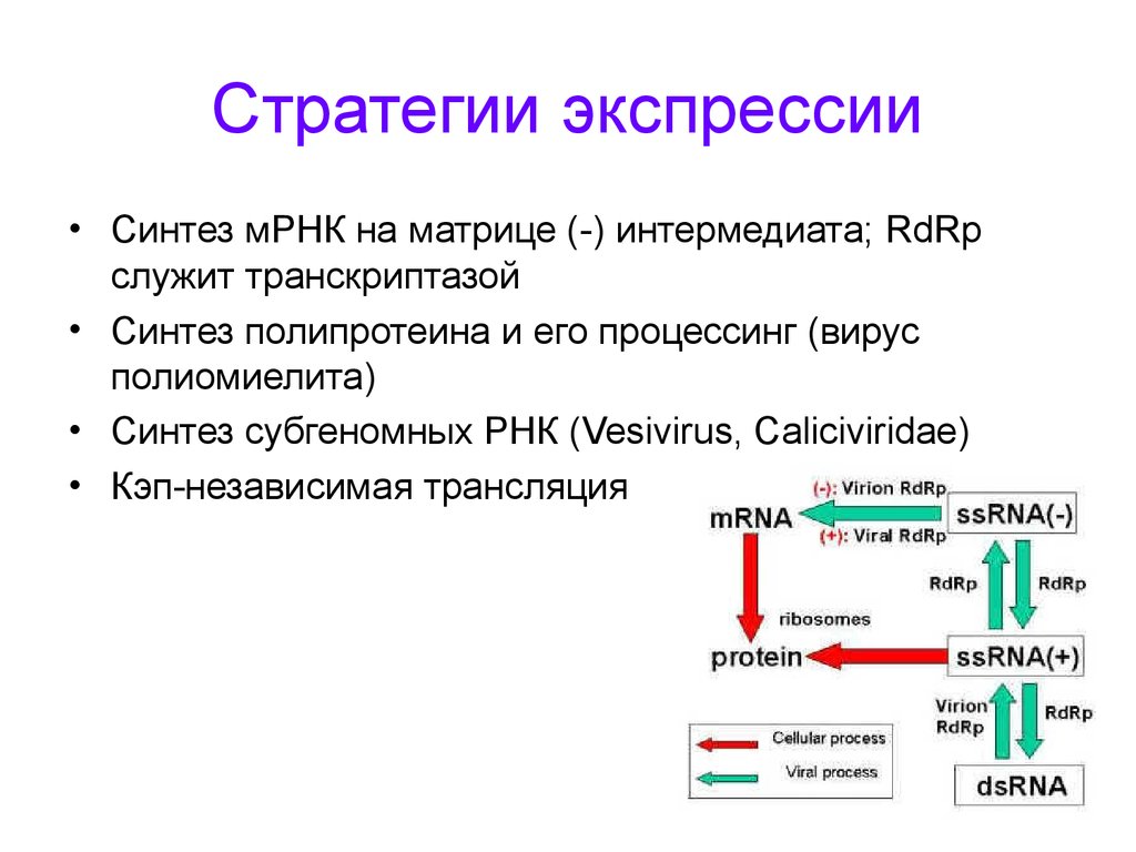 Субгеномная РНК. Синтез МРНК. МРНК является матрицей для синтеза. Матрицей служит РНК.