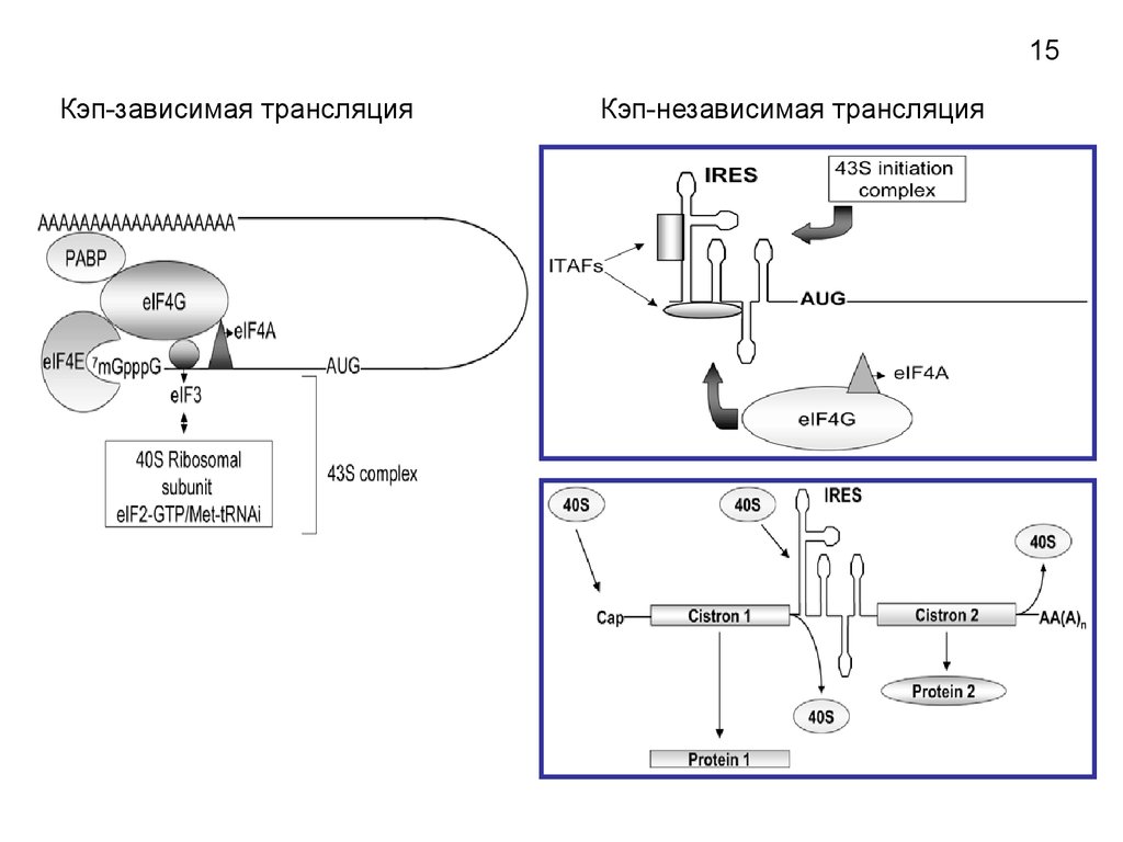 Инициация трансляции у эукариот