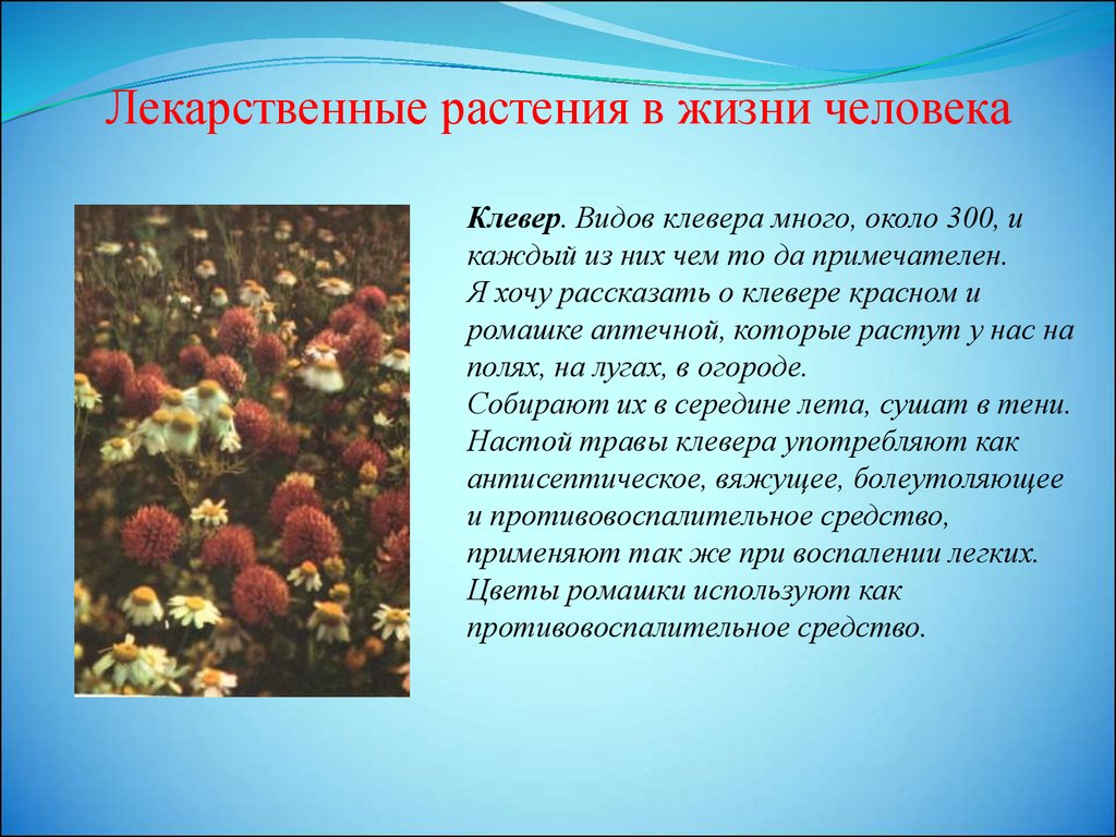 Доклад жизни человека. Лекарственные растения презентация. Исследовательский проект лекарственные растения. Лечебные растения 2 класс. Лекарственные растения в жизни человека.