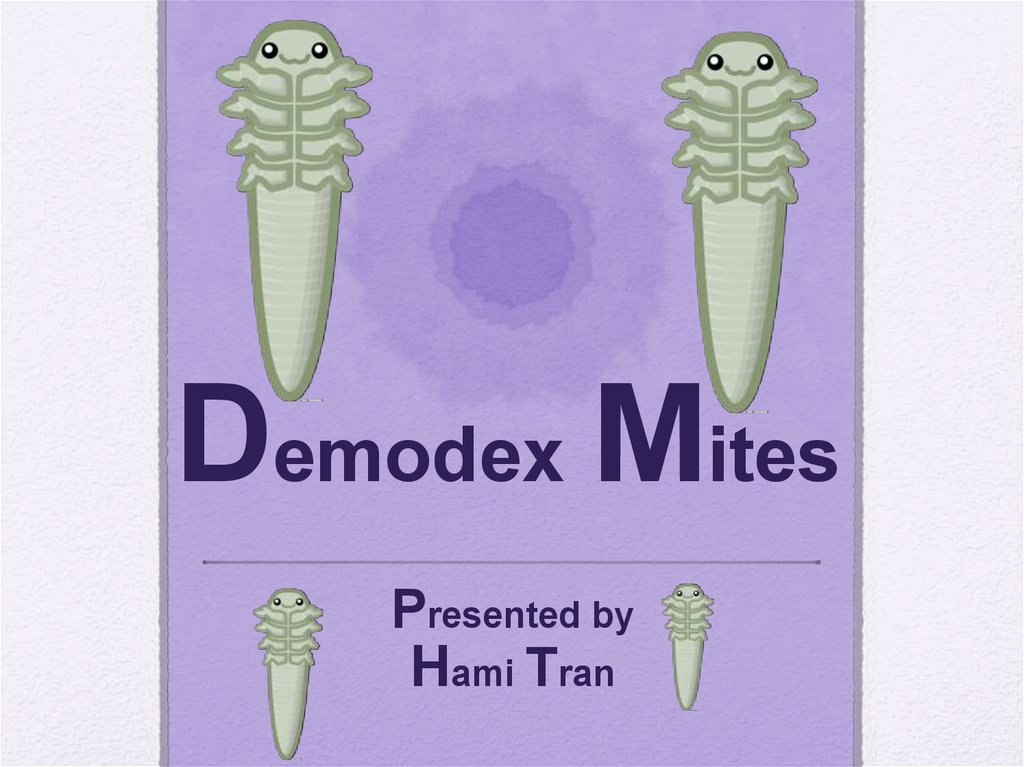 Demodex Mites - презентация онлайн