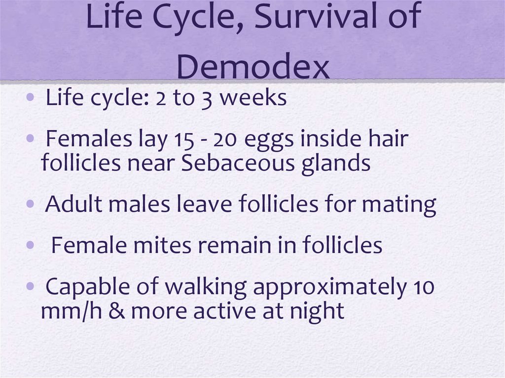 Demodex Mites - презентация онлайн