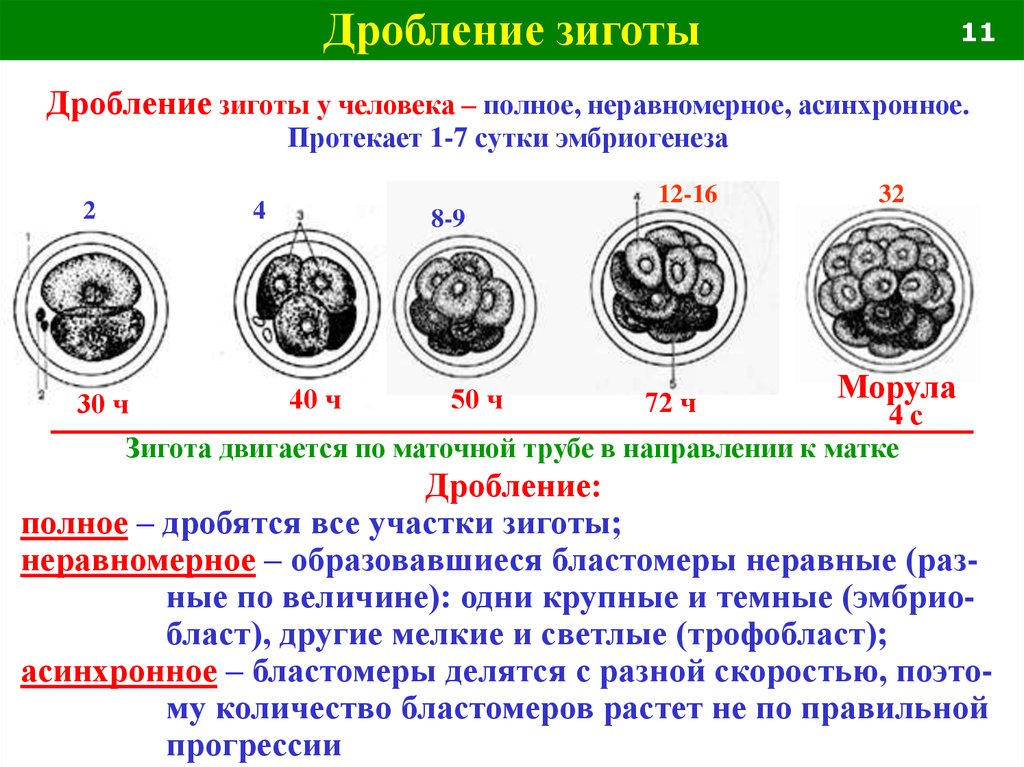 Происходит при формирования зародыша из зиготы митоз. Полное неравномерное асинхронное дробление. Дробление зиготы. Дробление зиготы человека. Стадии дробления зиготы.