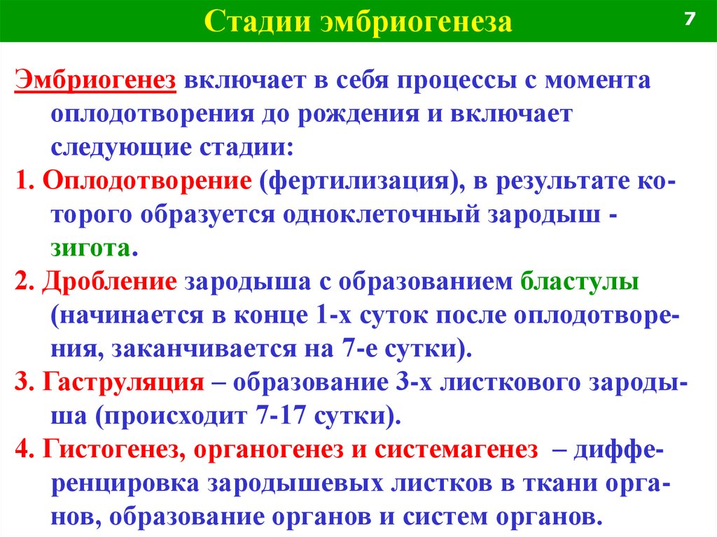 Период эмбриональный характеристика таблица. Характеристика стадий эмбриогенеза. Стадии эмбриогенеза гистология. Основные этапы эмбриогенеза человека гистология. Характеристика этапов эмбриогенеза.