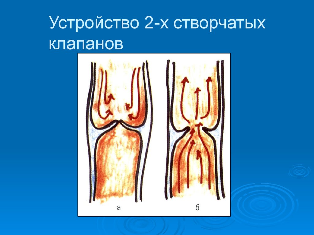 Сухожильные нити имеют клапаны