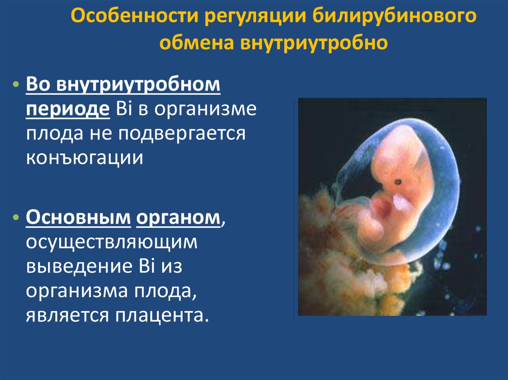 Особенности внутриутробного развития человека. Внутриутробный период новорожденного. Характеристика внутриутробного периода. Особенности регуляции билирубинового обмена у новорожденных. Внутриутробный период причины.