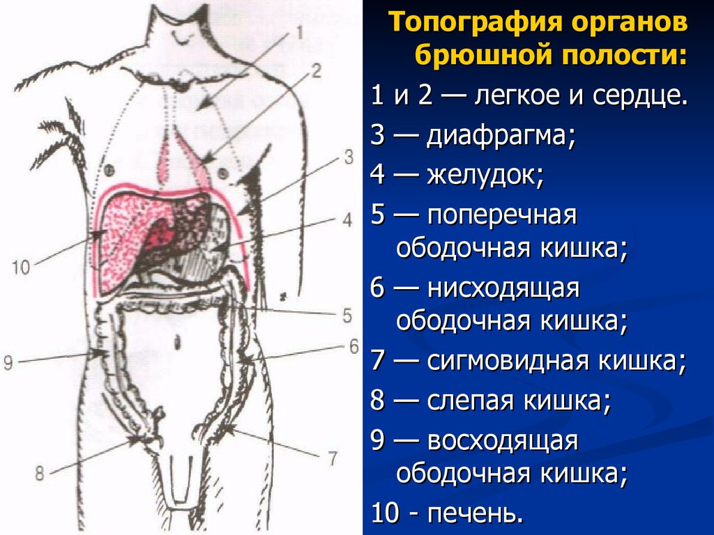 Органы брюшной полости лечение