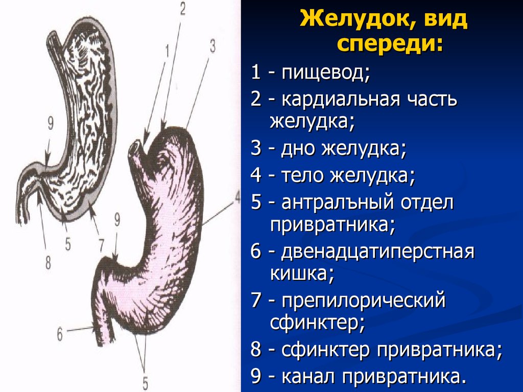 2 пищевод. Пилорический отдел желудка латынь. Кардиальный отдел желудка анатомия. Отделы желудка кардиальная часть. Кардиальное отверстие желудка.