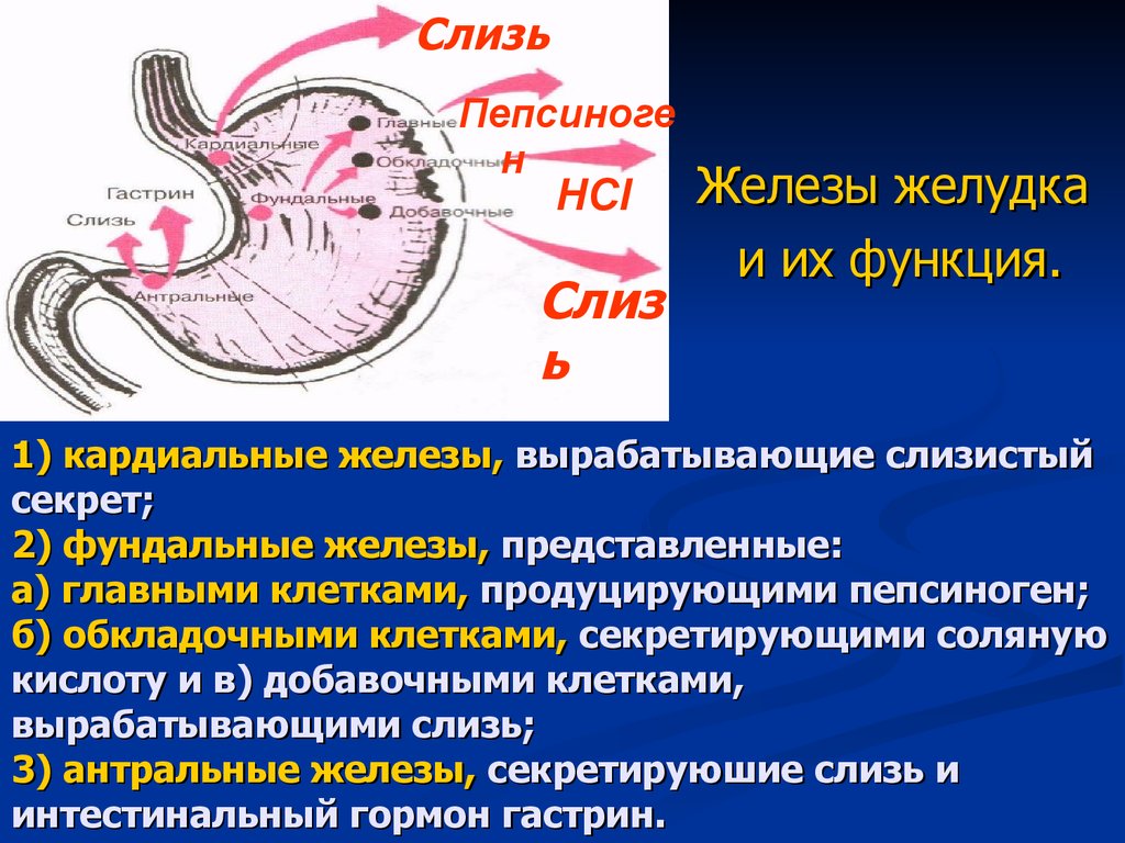 Клетки пищеварительных желез. Фундальной железы желудка. Функции кардиальных желез желудка. Железы желудка строение. Клетки желудка.