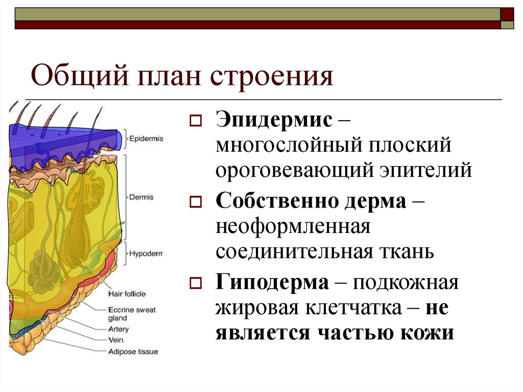 План строения кожи