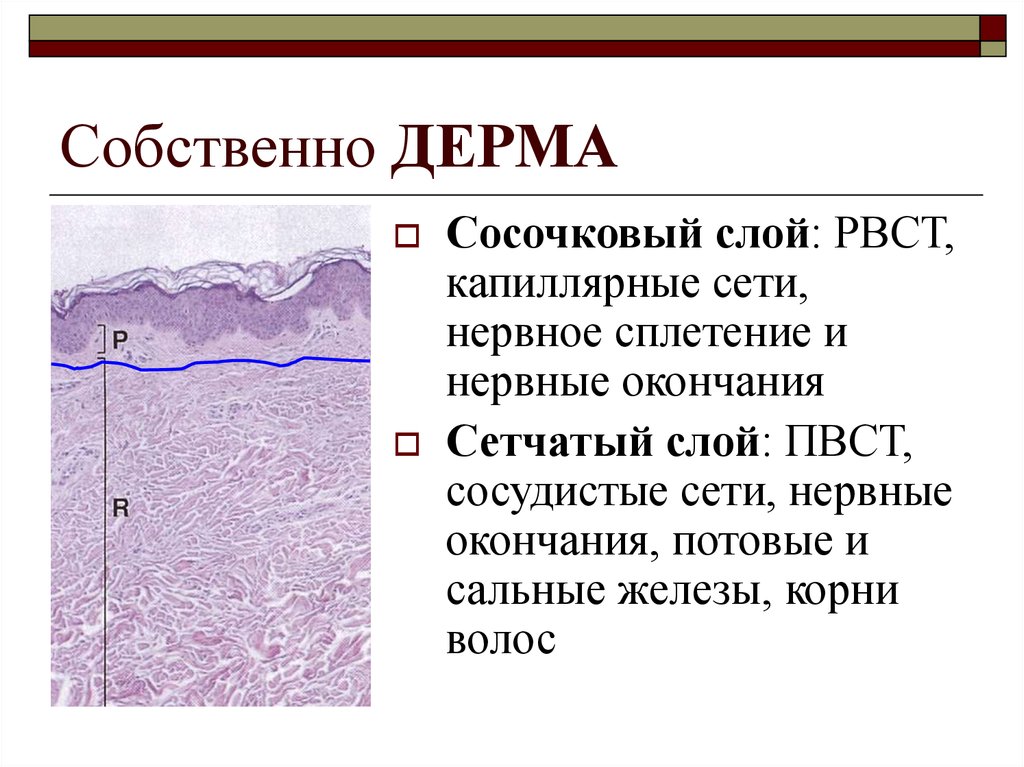 Слои дермы. Строение кожи сосочковый слой. Строение дермы сосочковый слой. Сосочковый и сетчатый слой кожи. Сосочковый слой дермы гистология.