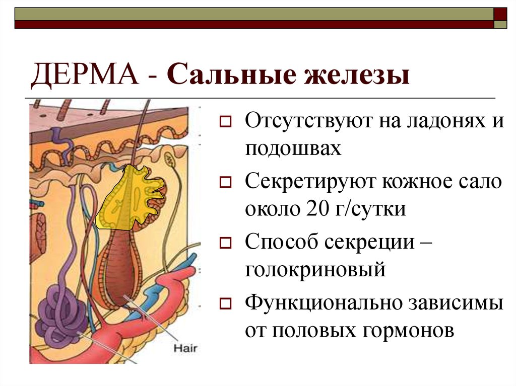 Жировых желез