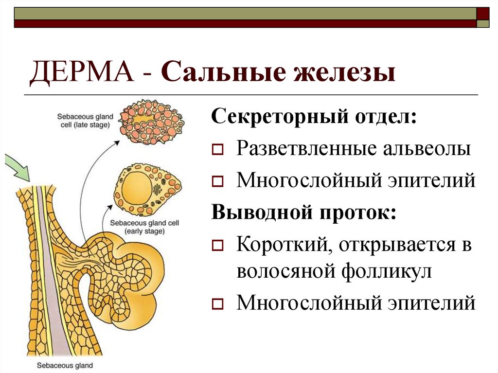 Отделы желез. Секреторный отдел сальной железы состоит из. Секреторный отдел сальной железы состоит из клеток:. Секреторный отдел потовой железы. Строение секреторного отдела сальных желез.