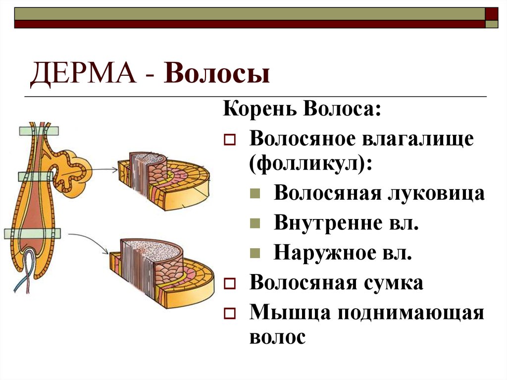 Волосы и ногти презентация 3 класс