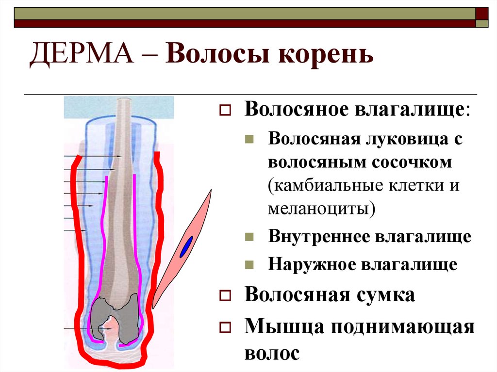 Функции волос. Строение волосяного корня функции. Наружное Корневое влагалище волоса. Волосяной фолликул функции. Мышца поднимающая влос.