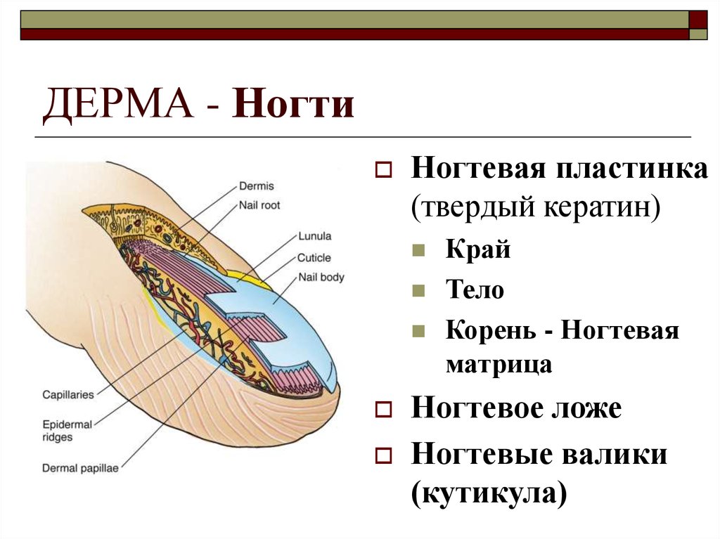 Строение ногтя. Схема строения ногтя гистология. Строение ногтевой пластины гистология. Анатомия и физиология ногтя. Строение ногтя гистология.