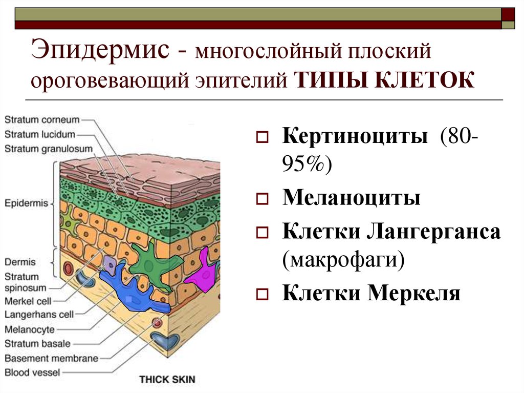 Эпидермис кожи человека фото и описание что такое