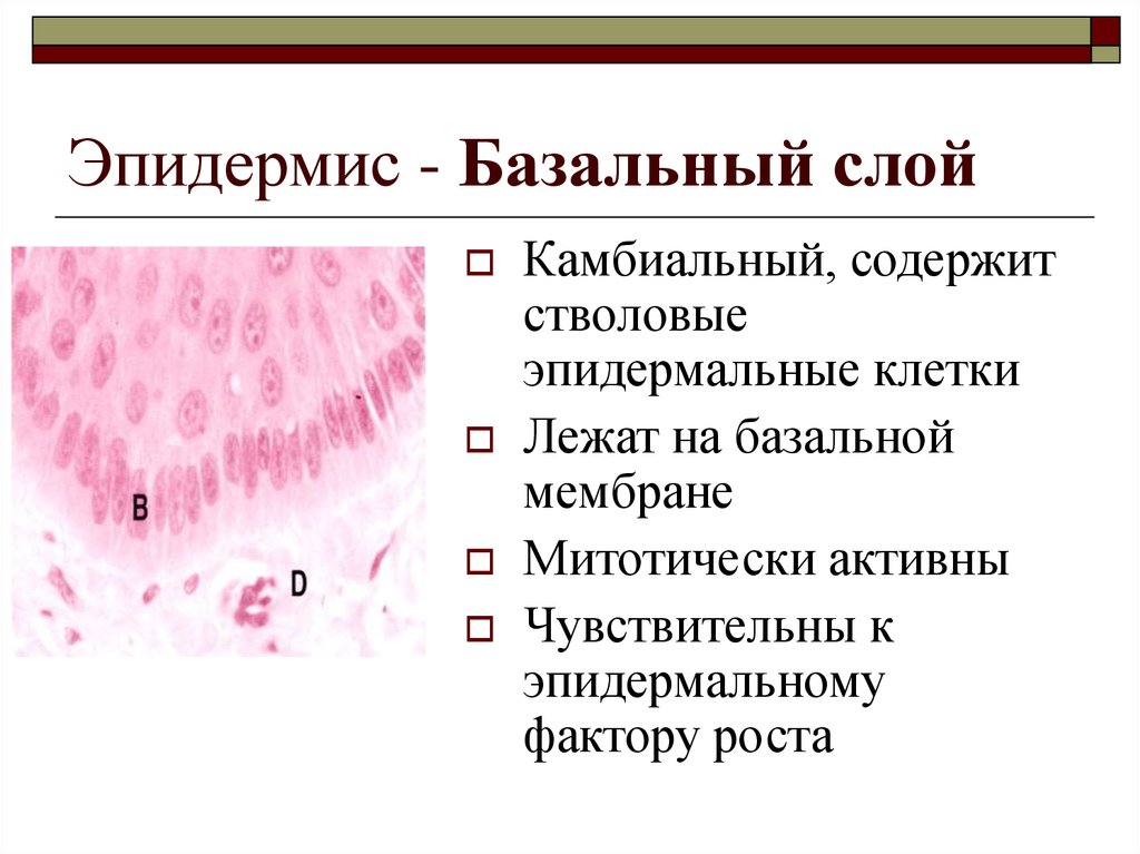 Волосы и ногти презентация 3 класс