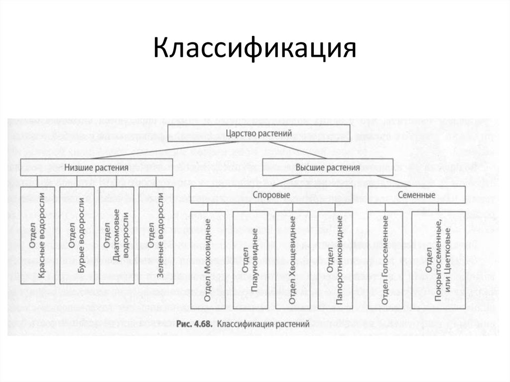 Классификация царств. Систематика царства растений схема. Симтиматиеа цпрсива рвстений.