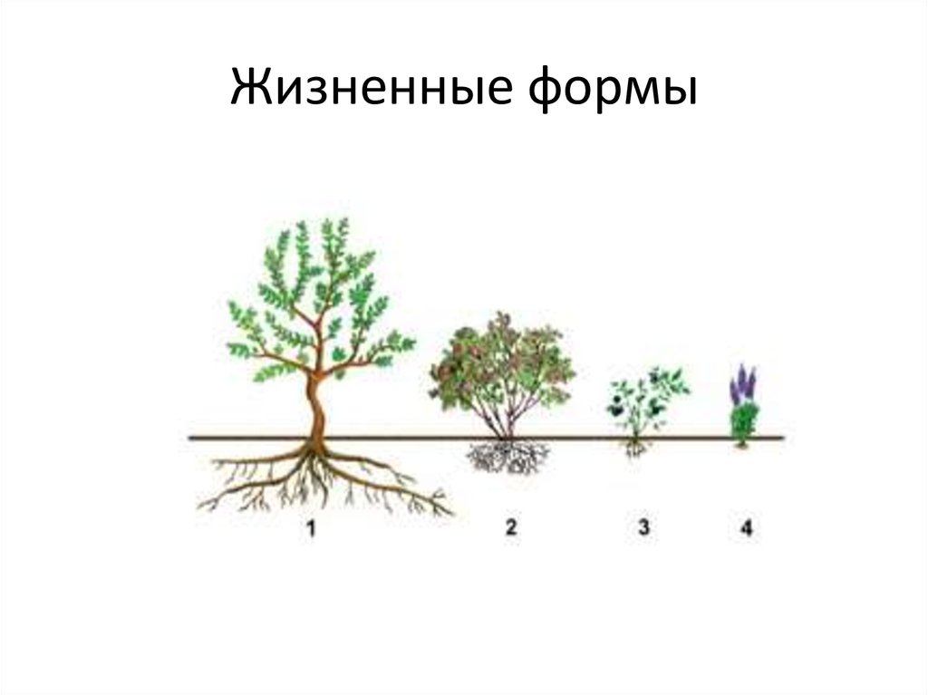 Внешнее строение и жизненные форма растений