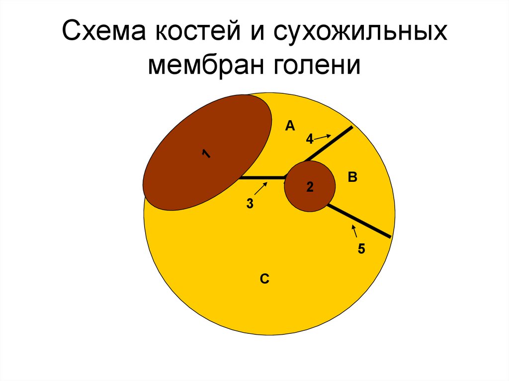 Схема костя