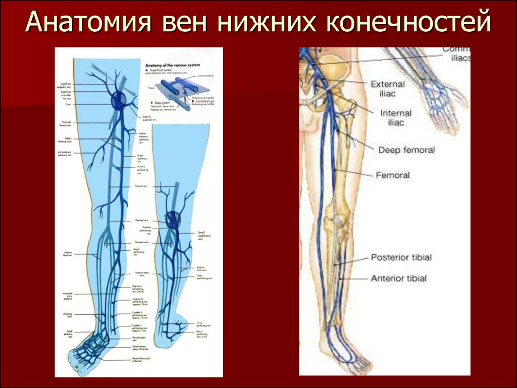 Карта вен нижних конечностей. Подкожная Вена нижней конечности анатомия. Подкожные вены голени анатомия. Венозная система нижних конечностей схема. Большая подкожная Вена голени анатомия.