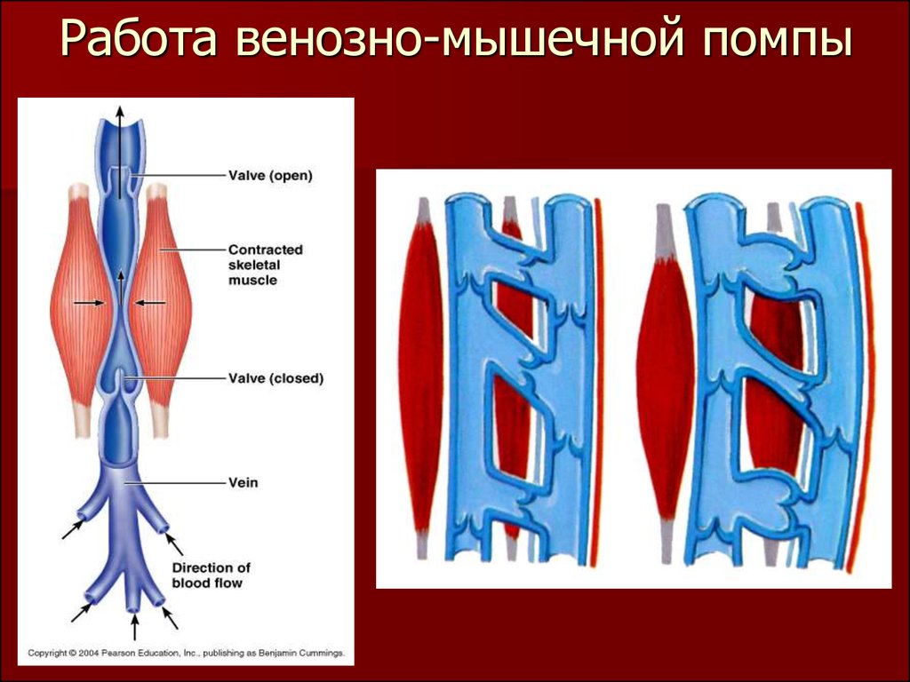 Работа вен. Мышечно венозная помпа. Мышечно венозная помпа голени. Венознo мышечные насосы. Мышечно-венозная помпа нижней конечности.