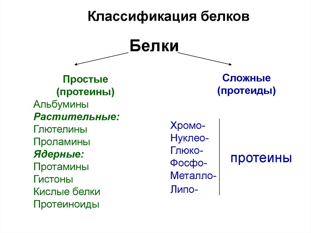 Белки классификация