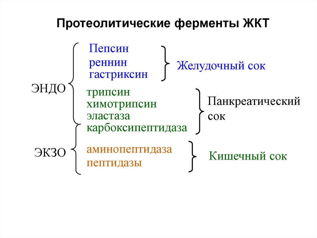 Вырабатывает фермент пепсин