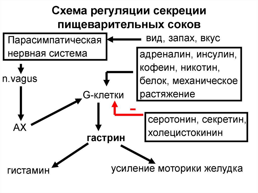 Регуляция пищеварения. Регуляция секреции желудочного сока гормонами. Схема регуляции желудочной секреции. Нервная регуляция секреции панкреатического сока физиология. Гуморальная регуляция желудочной секреции.