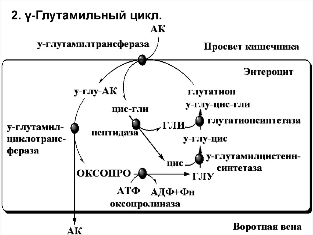 Всасывание аминокислот образование. Схема гамма глутамильного цикла. Роль гамма глутамильного цикла. Гамма Глутамильный цикл реакции. Реакции гамма глутамильного цикла.