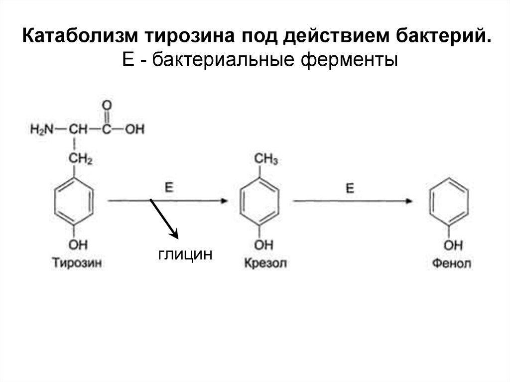 Ферменты катаболизма. Схема катаболизма тирозина в печени. Катаболизм фенилаланина и тирозина в печени. Тирозин катаболизм тирозина. Альтернативный путь катаболизма тирозина.