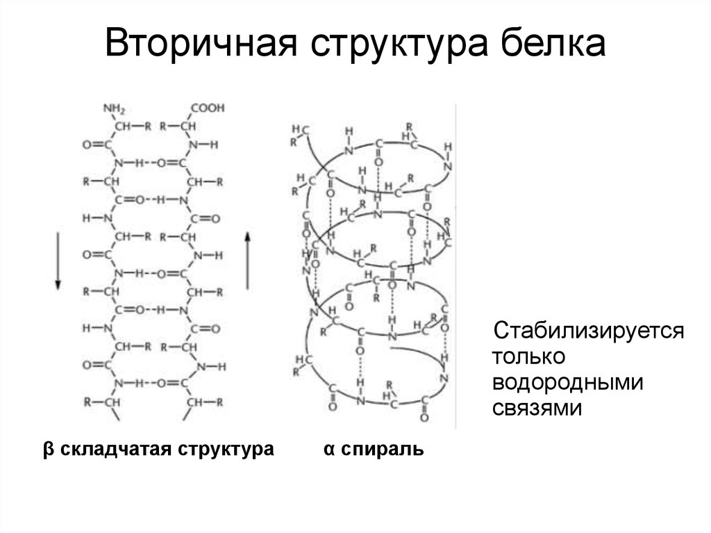 Вторичная структура белка форма. Вторичная структура белка формула. Вторичная структура белка формула химическая. Вторичная структура белка структура белка. Альфа спираль вторичной структуры белка.