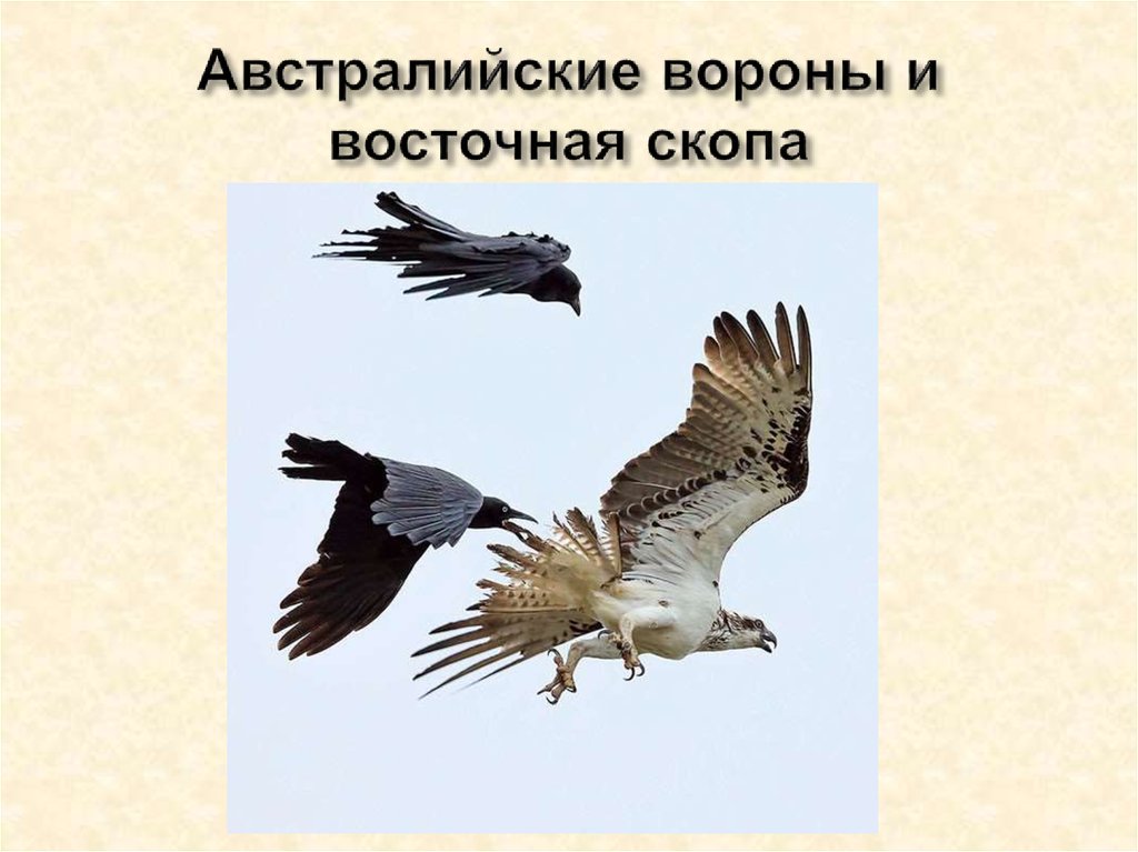 Австралийские вороны и восточная скопа