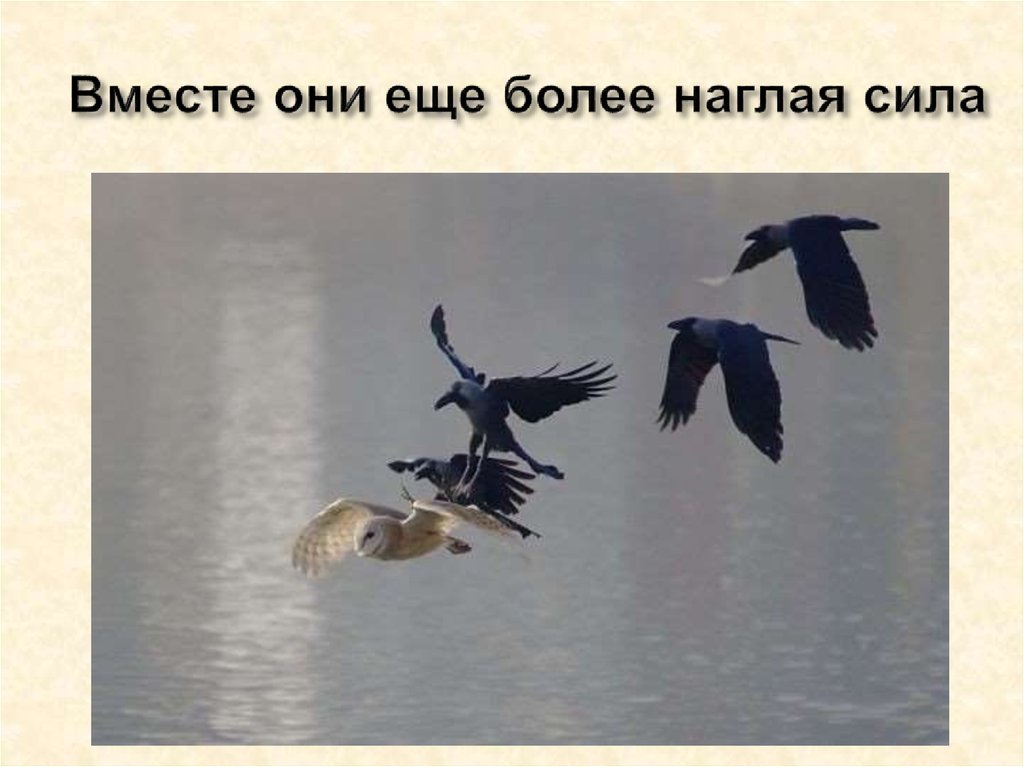 Вместе они еще более наглая сила