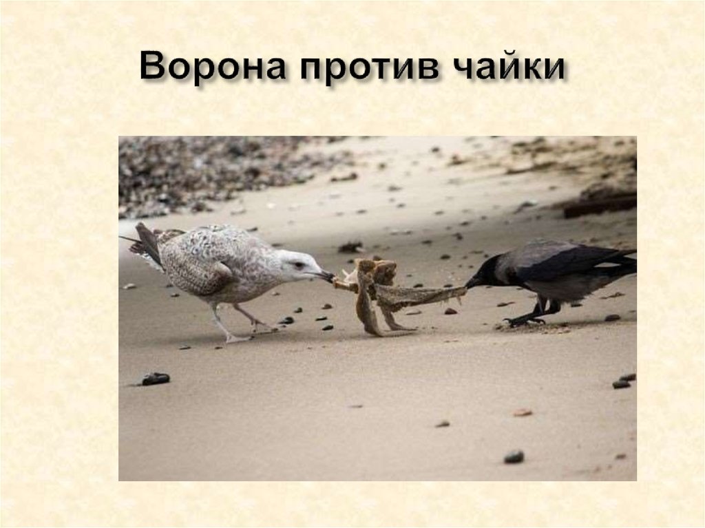 Ворона против чайки