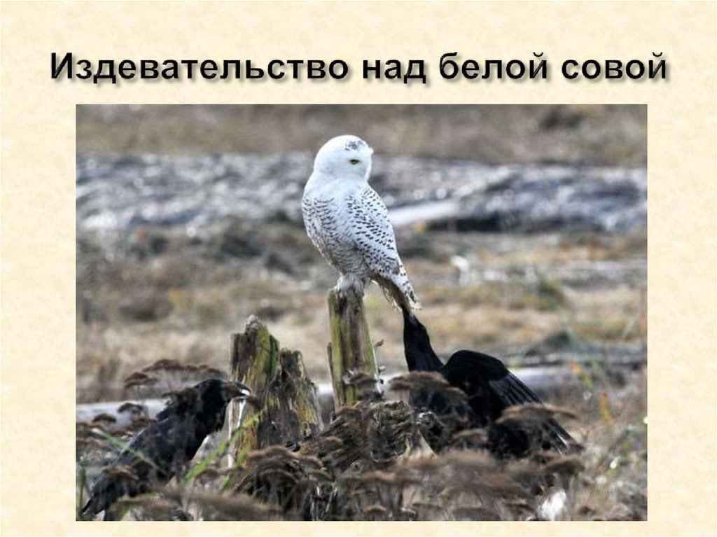 Издевательство над белой совой