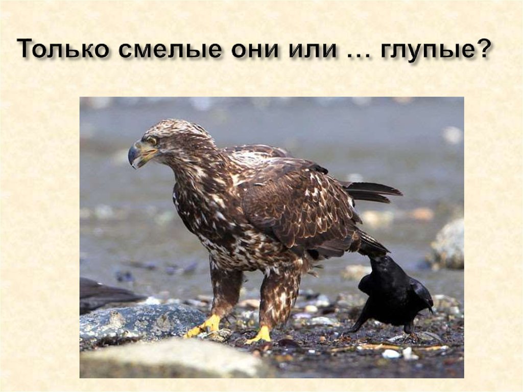 Только смелые они или … глупые?